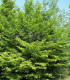 Carpinus Betulus / Charme Commun, Charmille