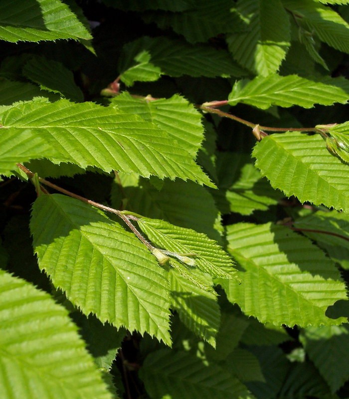 CARPINUS Betulus CHARME COMMUN CHARMILLE carpinus-betulus-charme-commun-charmille