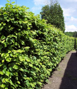 Carpinus Betulus / Charme Commun, Charmille