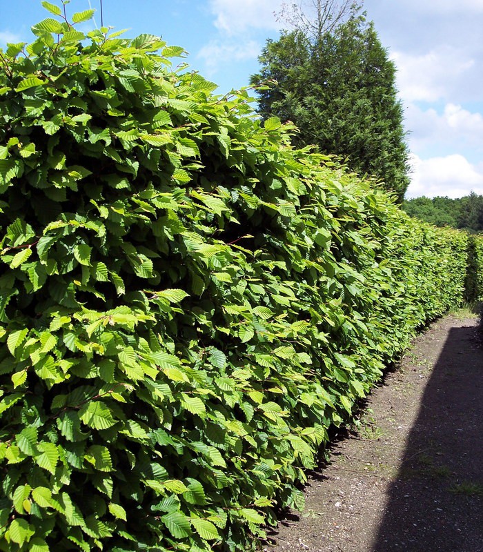 CARPINUS Betulus CHARME COMMUN CHARMILLE carpinus-betulus-charme-commun-charmille