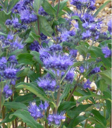 Caryopteris X Clandonensis Grand Bleu ®