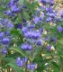 Caryopteris X Clandonensis Grand Bleu ®