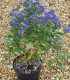 Caryopteris X Clandonensis Grand Bleu ®