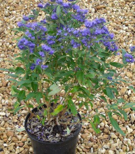 Caryopteris X Clandonensis Grand Bleu ®
