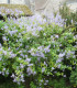 Ceanothus Del. Gloire de Versailles / Ceanothe Gloire de Versailles