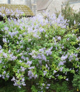 Ceanothus Del. Gloire de Versailles / Ceanothe Gloire de Versailles