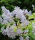 Ceanothus Del. Gloire de Versailles / Ceanothe Gloire de Versailles