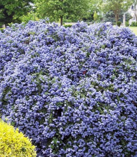 Ceanothus Thyrsiflorus Repens / Ceanothe Thyrsyflorus Repens