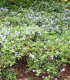 Ceanothus Thyrsiflorus Repens / Ceanothe Thyrsyflorus Repens