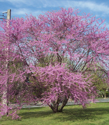 Cercis Siliquastrum / Arbre de Judée