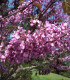 Cercis Siliquastrum / Arbre de Judée