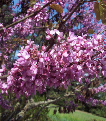 Cercis Siliquastrum / Arbre de Judée