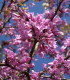 Cercis Siliquastrum / Arbre de Judée