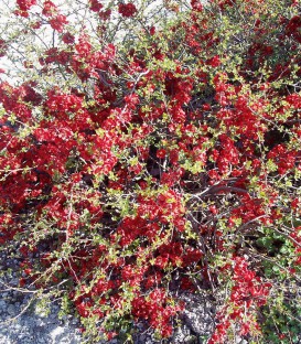 Chaenomeles Sup. Crimson And Gold / Cognassier Du Japon Crimson Gold