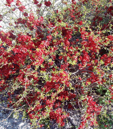 Chaenomeles Sup. Crimson And Gold / Cognassier Du Japon Crimson Gold
