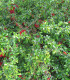 Chaenomeles Sup. Crimson And Gold / Cognassier Du Japon Crimson Gold