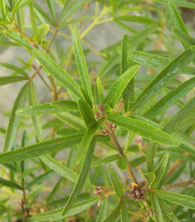 Choisya Aztec Pearl / Oranger Du Mexique Aztec Pearl