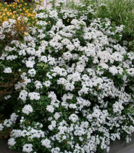 Choisya Ternata / Oranger Du Mexique