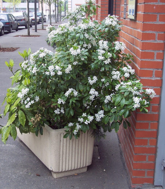 Oranger Du Mexique En Pot Sur Balcon
