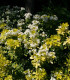 Choisya Ternata Sundance / Oranger Du Mexique Sundance