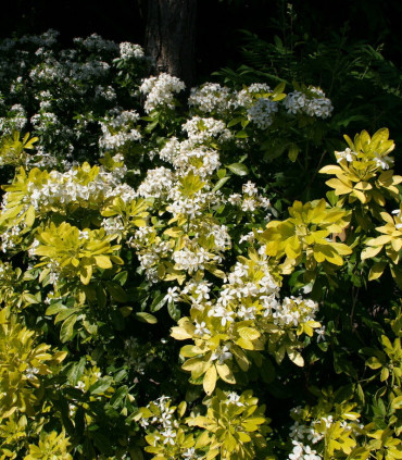 Choisya Ternata Sundance / Oranger Du Mexique Sundance