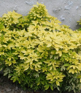 Choisya Ternata Sundance / Oranger Du Mexique Sundance