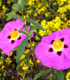 Cistus Purpureus / Ciste Pourpre