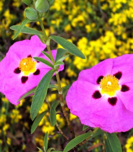 Cistus Purpureus / Ciste Pourpre