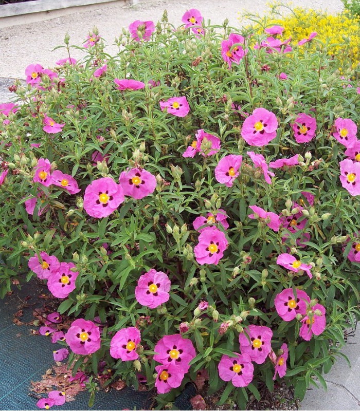 colored planters Maia Planter