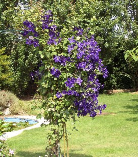 Clematis Jackmanii / Clematite Jackmani