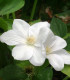 Clematis Madame Lecoultre / Clematite Mme Lecoultre