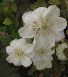 Clematis Madame Lecoultre / Clematite Mme Lecoultre
