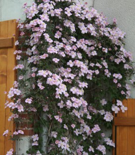 Clematis Montana Tetrarose / Clematite Montana Tetrarose