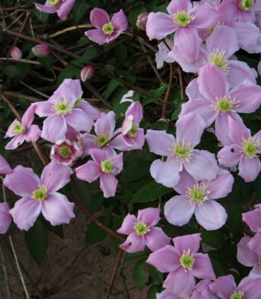 Clematis Montana Tetrarose / Clematite Montana Tetrarose
