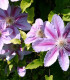 Clematis Nelly Moser / Clematite Nelly Moser
