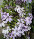 Clematis Nelly Moser / Clematite Nelly Moser