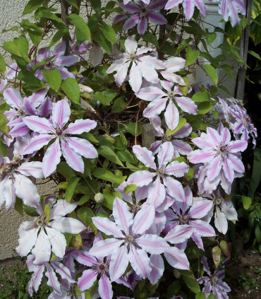 Clematis Nelly Moser / Clematite Nelly Moser