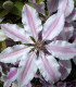 Clematis Nelly Moser / Clematite Nelly Moser