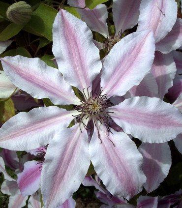 Clematis Nelly Moser / Clematite Nelly Moser