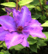 Clematis The President / Clematite The President