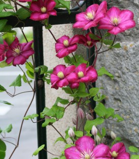 Clematis Ville de Lyon / Clematite Ville de Lyon