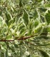 Cornus Alba Elegantissima /Cornouiller Panache