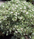 Cornus Alba Elegantissima /Cornouiller Panache