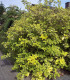 Cornus Alba Gouchaultii / Cornouiller Gouchaultii