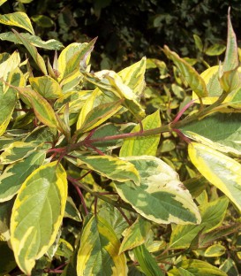 Cornus Alba Gouchaultii / Cornouiller Gouchaultii