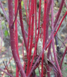 Cornus Alba Sibirica / Cornouiller Sibirica