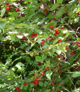 Cornus Mas / Cornouiller Male