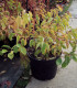 Cornus San. Midwinter Fire / Cornouiller Mindwinter Fire