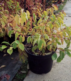 Cornus San. Midwinter Fire / Cornouiller Mindwinter Fire