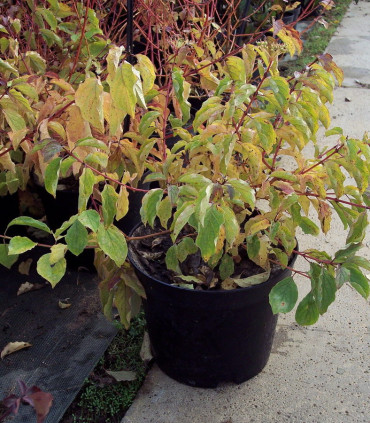 Cornus San. Midwinter Fire / Cornouiller Mindwinter Fire
